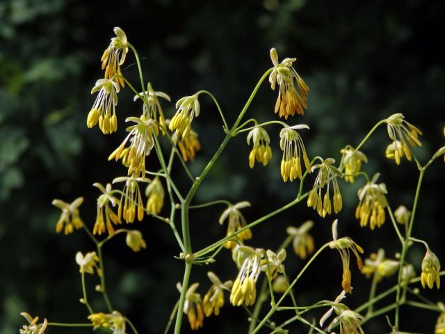 Žluťucha menší (Thalictrum minus L.)