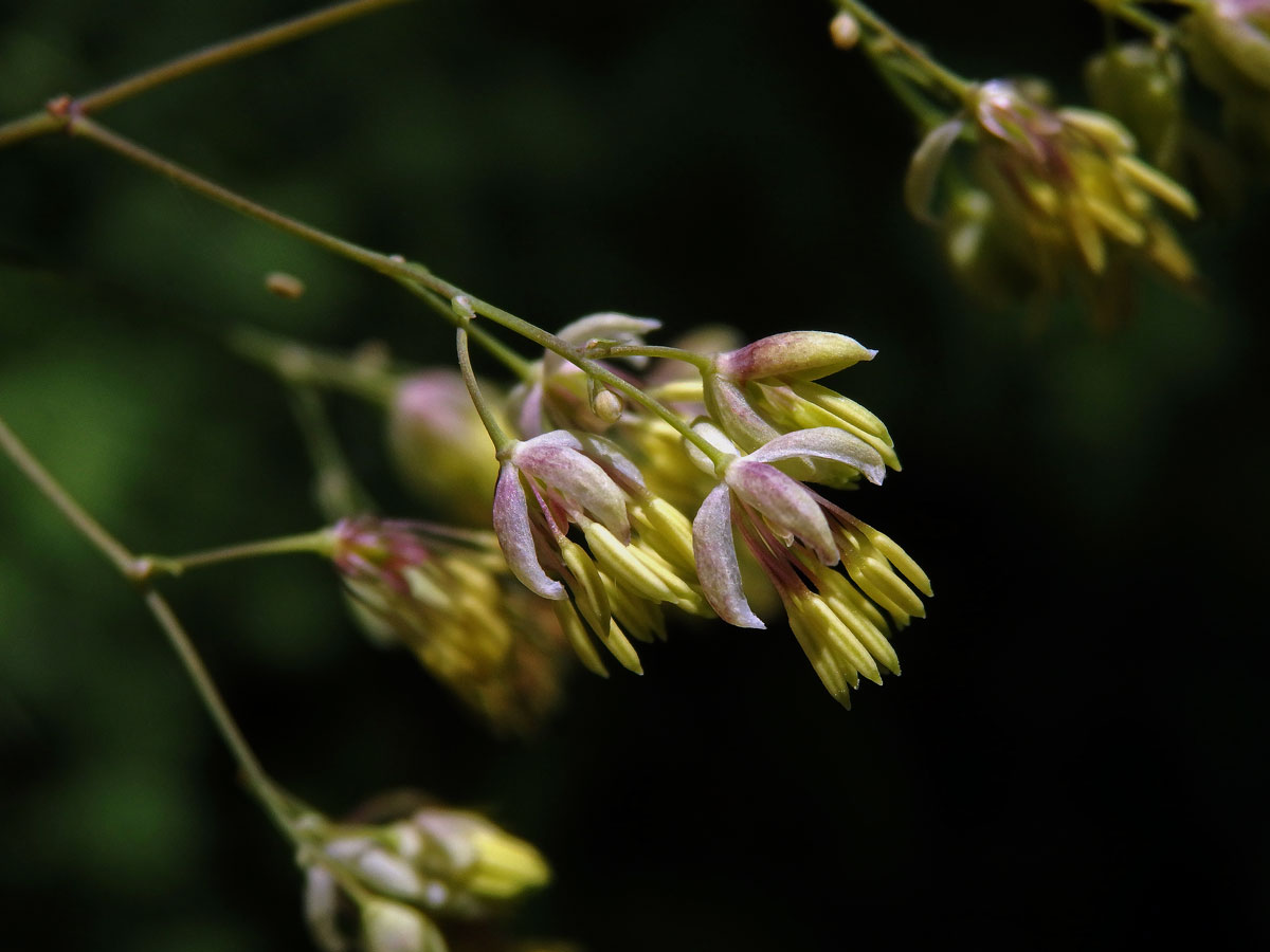 Žluťucha menší (Thalictrum minus L.)