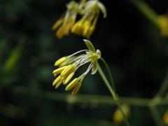 Žluťucha menší (Thalictrum minus L.)