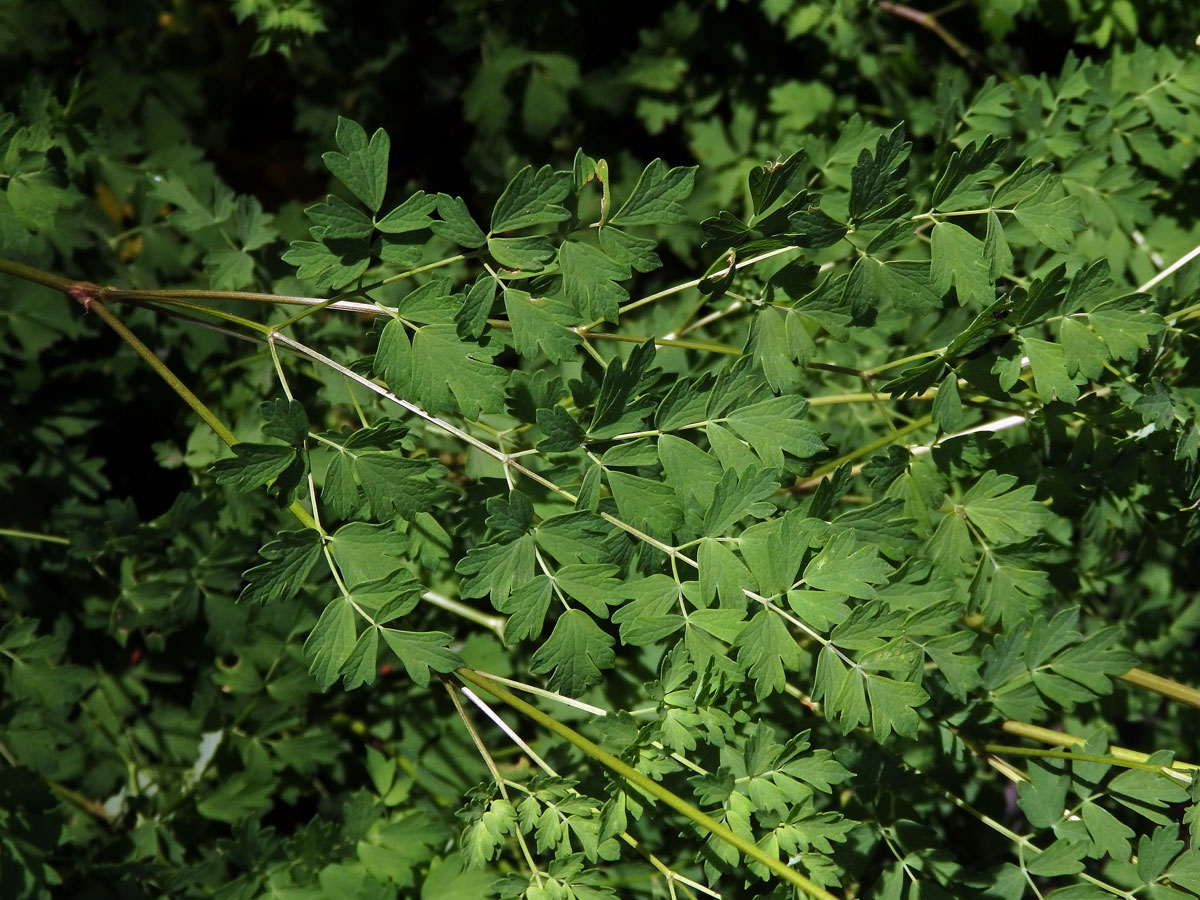 Žluťucha menší (Thalictrum minus L.)