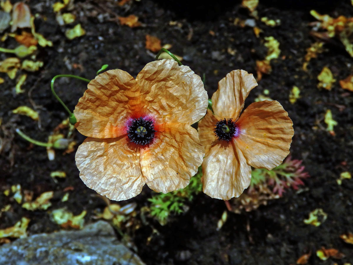 Mák (Papaver apulum Ten.)