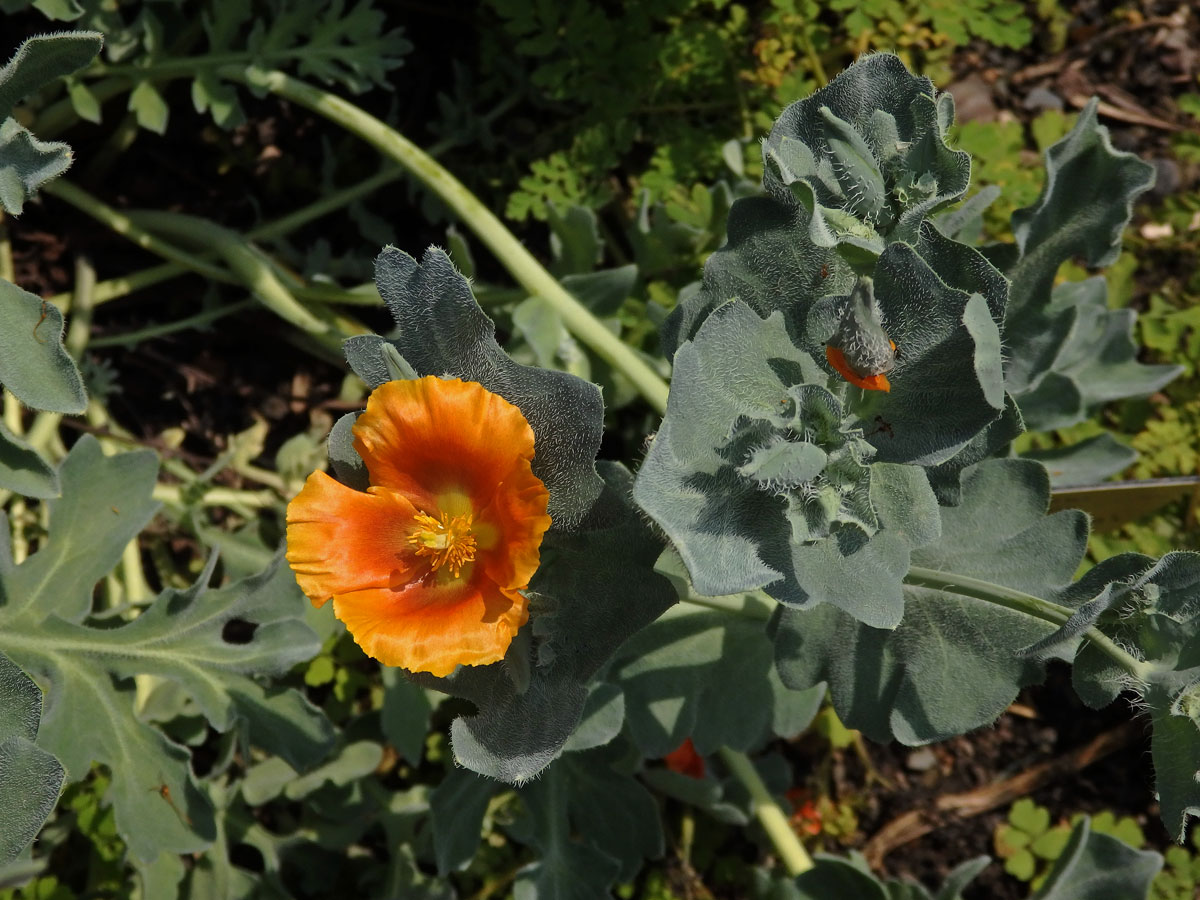 Rohatec žlutý (Glaucium flavum Crantz subsp. auranticum)