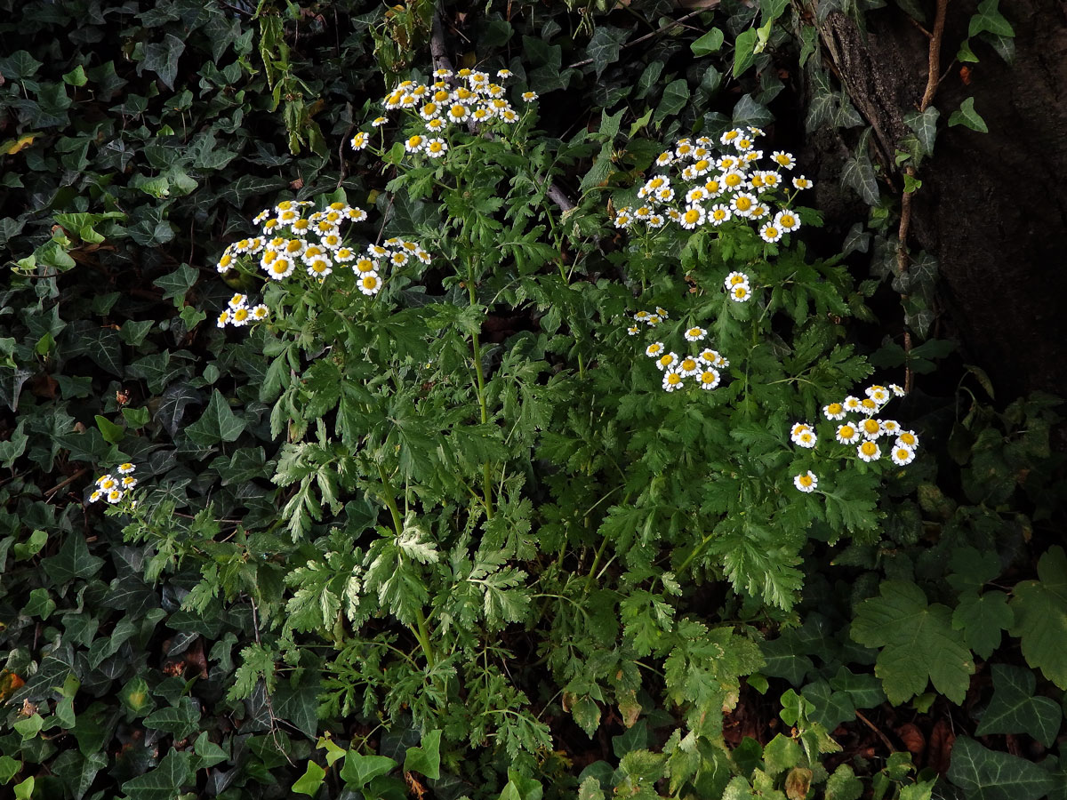 Řimbaba obecná (Pyrethrum parthenium (L.) Sm.)