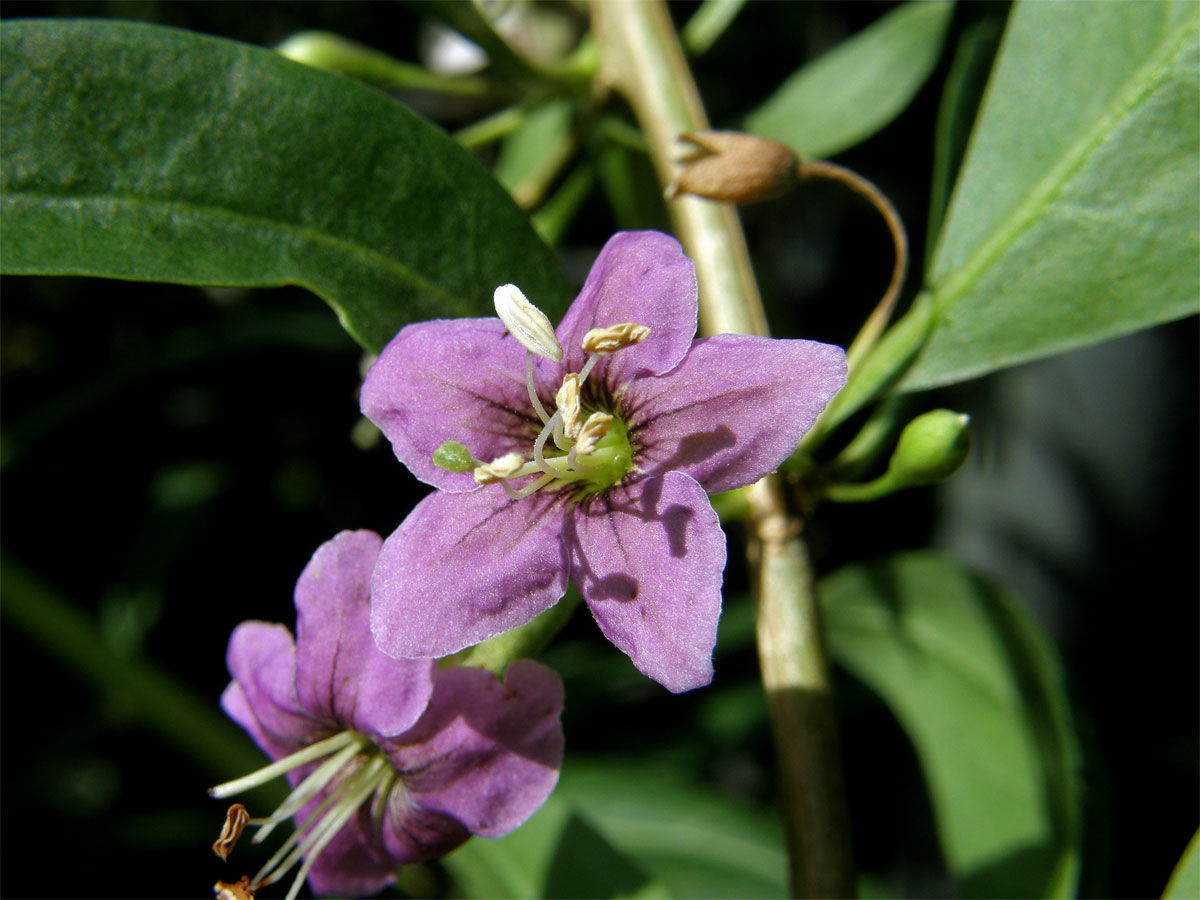 Kustovnice cizí (Lycium barbarum L.)