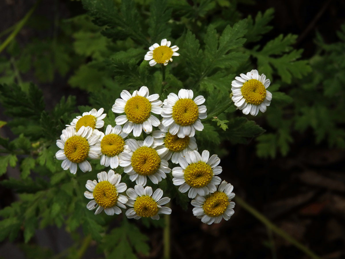 Řimbaba obecná (Pyrethrum parthenium (L.) Sm.)