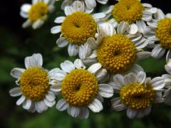 Řimbaba obecná (Pyrethrum parthenium (L.) Sm.)