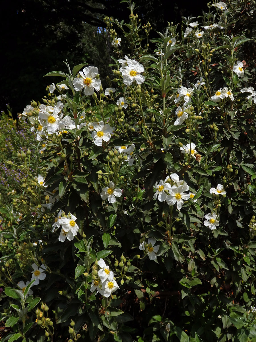 Cist vavřínolistý (Cistus laurifolius L.)