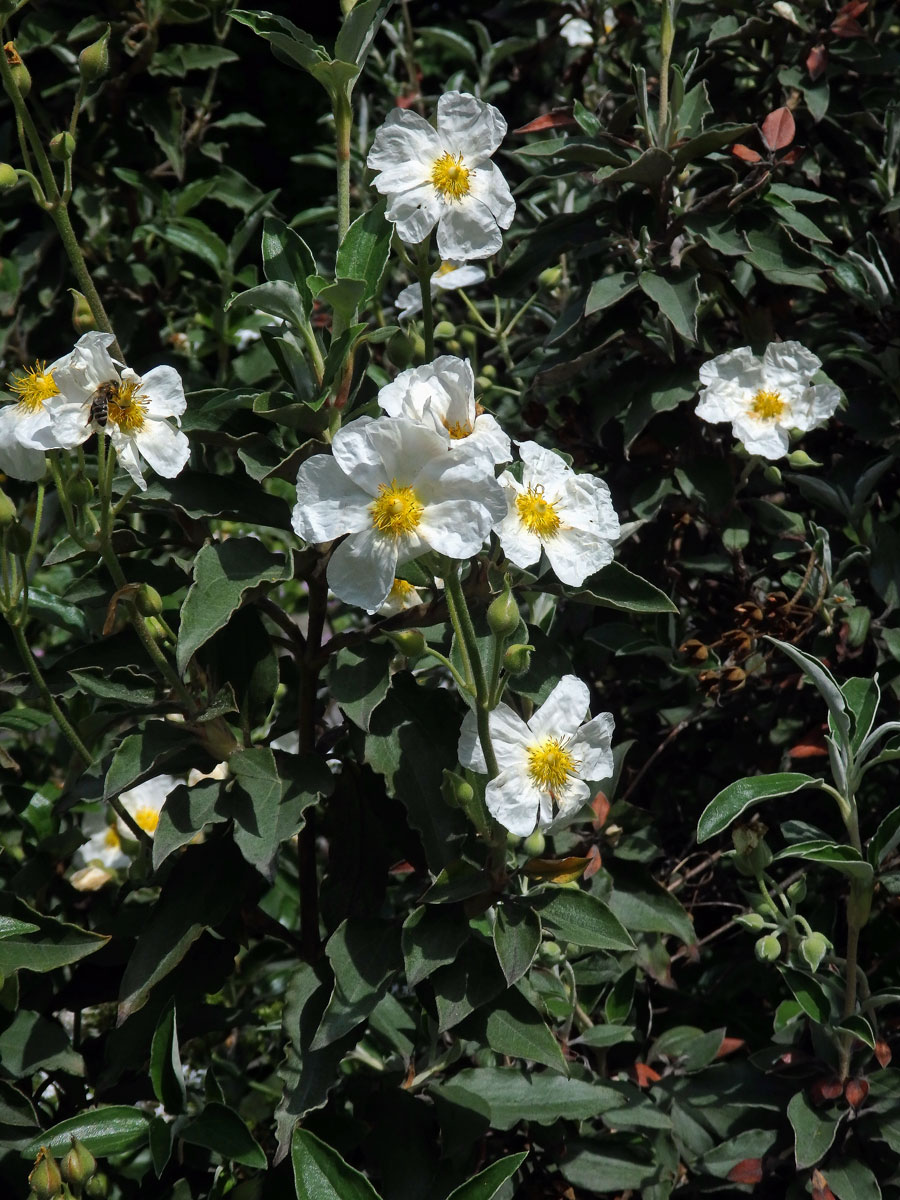 Cist vavřínolistý (Cistus laurifolius L.)