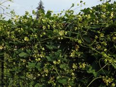 Posed dvoudomý (Bryonia dioica Jacq.)