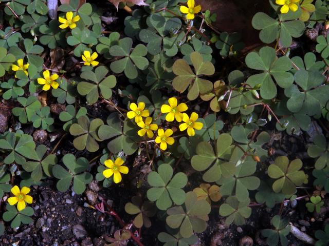 Šťavel růžkatý (Oxalis corniculata L.)