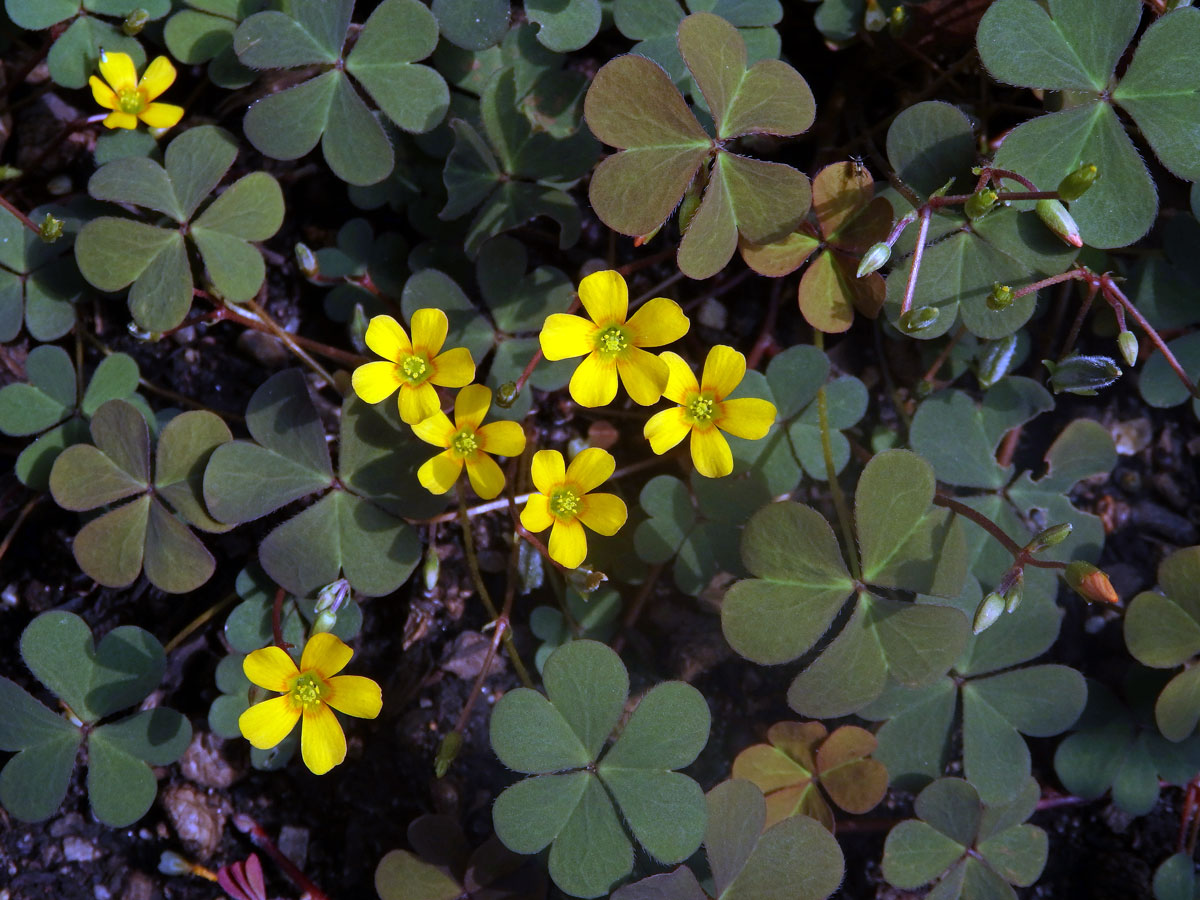 Šťavel růžkatý (Oxalis corniculata L.)