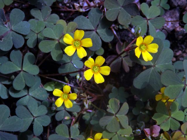 Šťavel růžkatý (Oxalis corniculata L.)