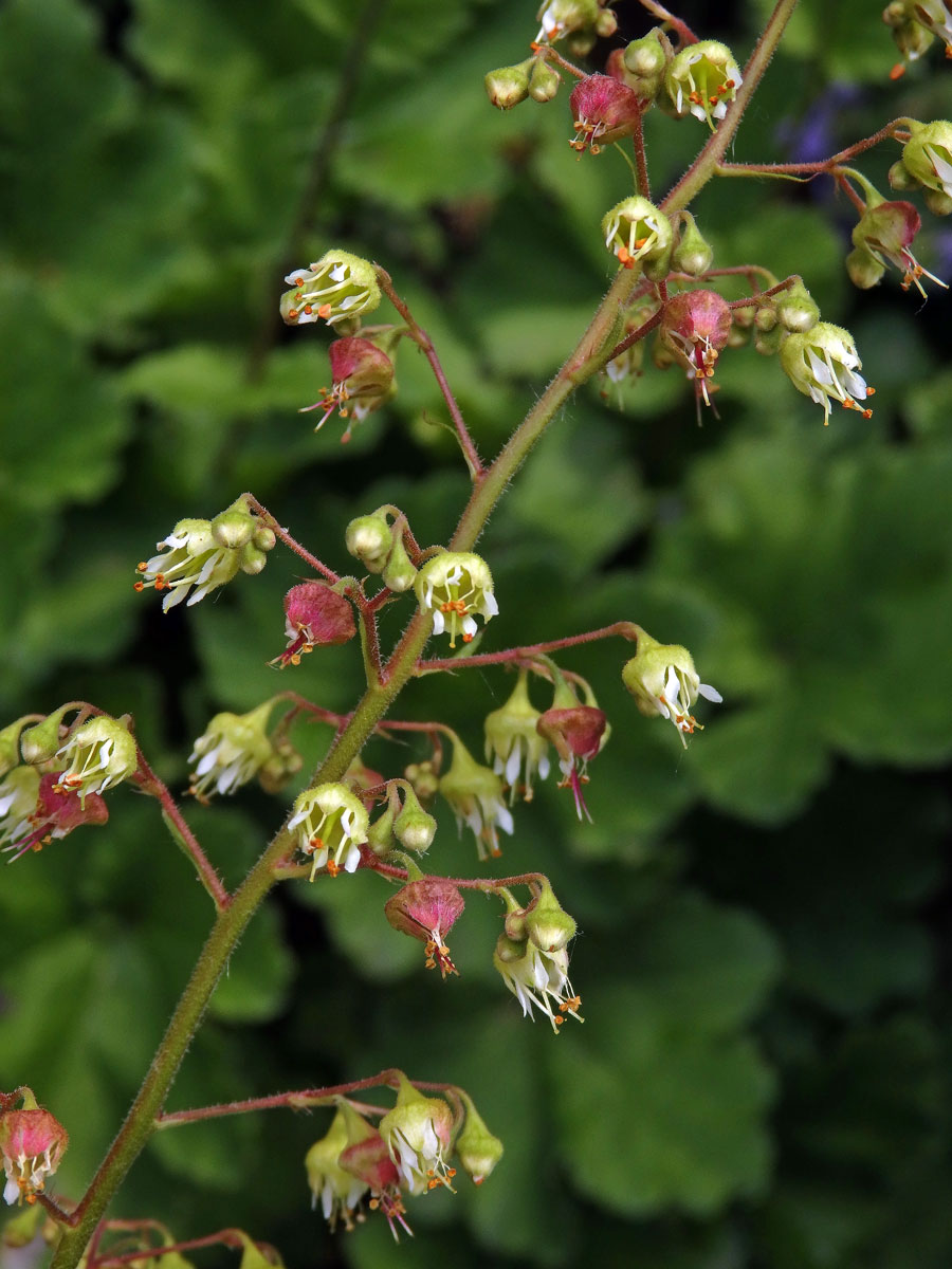 Dlužicha (Heuchera maxima Greene)