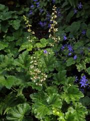 Dlužicha (Heuchera maxima Greene)