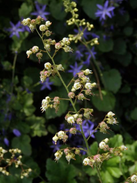 Dlužicha (Heuchera maxima Greene)