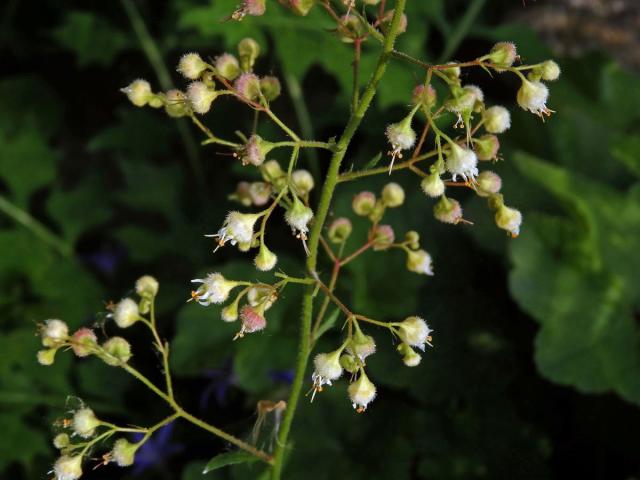 Dlužicha (Heuchera maxima Greene)