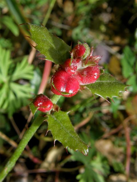 Hálky žlabatky Plagiotrochus quercusilicis, dub kermesový