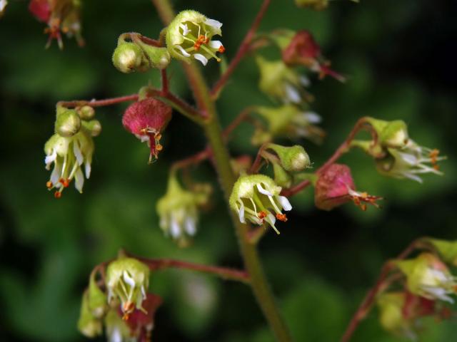 Dlužicha (Heuchera maxima Greene)