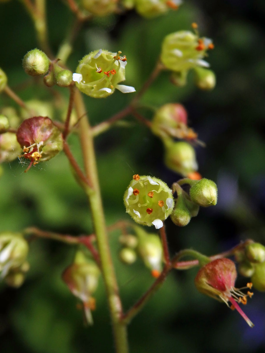 Dlužicha (Heuchera maxima Greene)