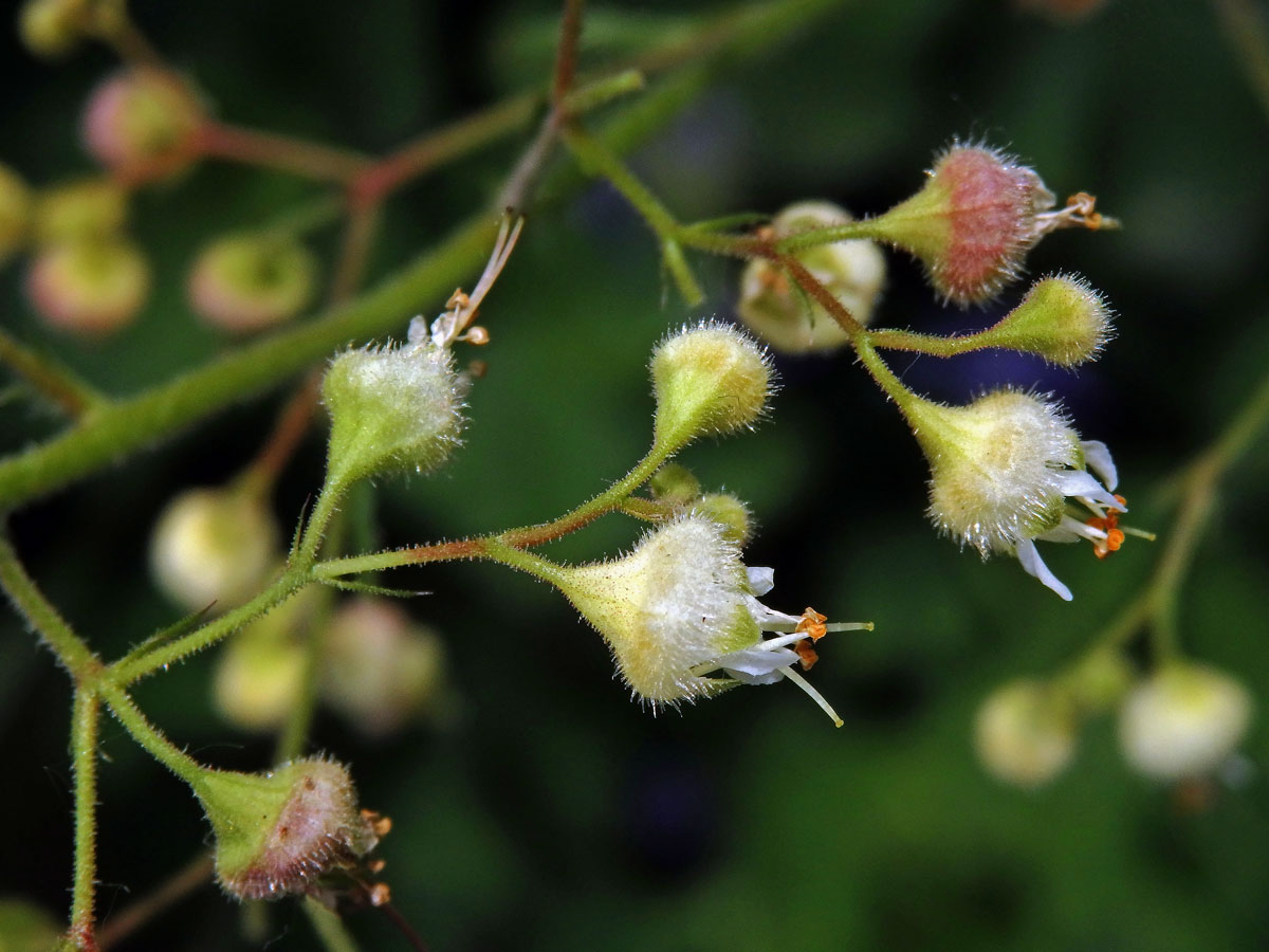 Dlužicha (Heuchera maxima Greene)