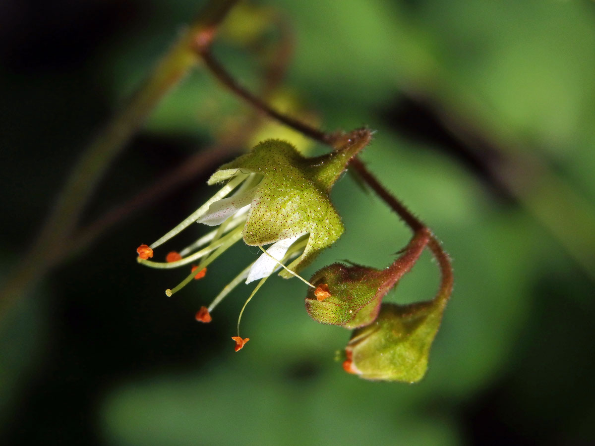 Dlužicha (Heuchera maxima Greene)