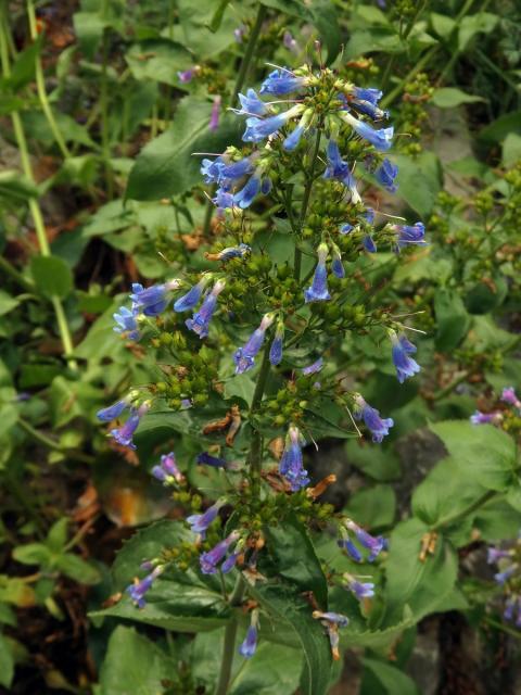 Dračík (Penstemon wilcoxii Rydb.)