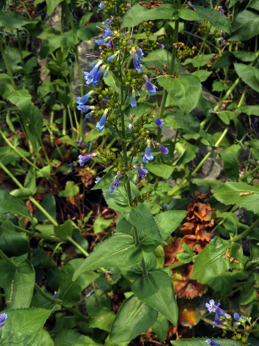 Dračík (Penstemon wilcoxii Rydb.)