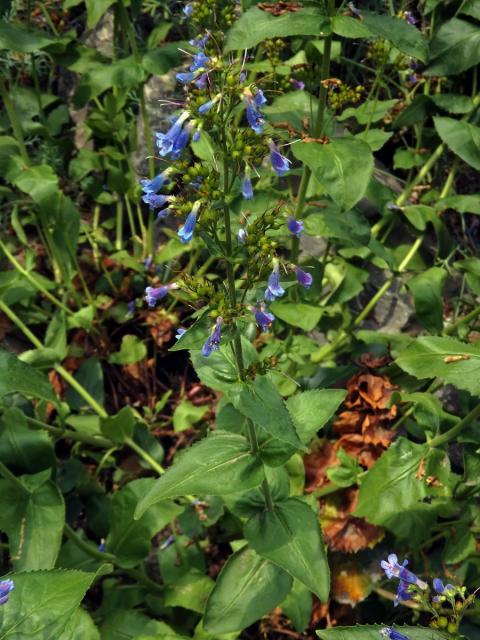 Dračík (Penstemon wilcoxii Rydb.)