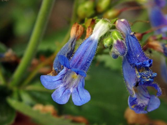 Dračík (Penstemon wilcoxii Rydb.)