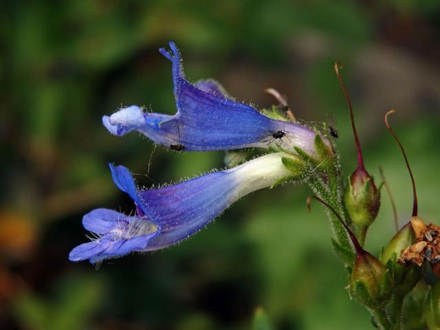 Dračík (Penstemon wilcoxii Rydb.)