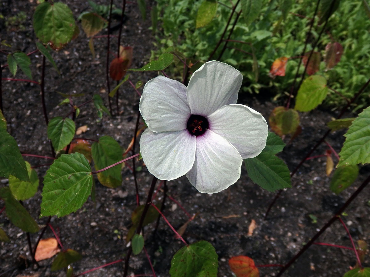 Ibišek súdánský (Hibiscus sabdarifa L.)