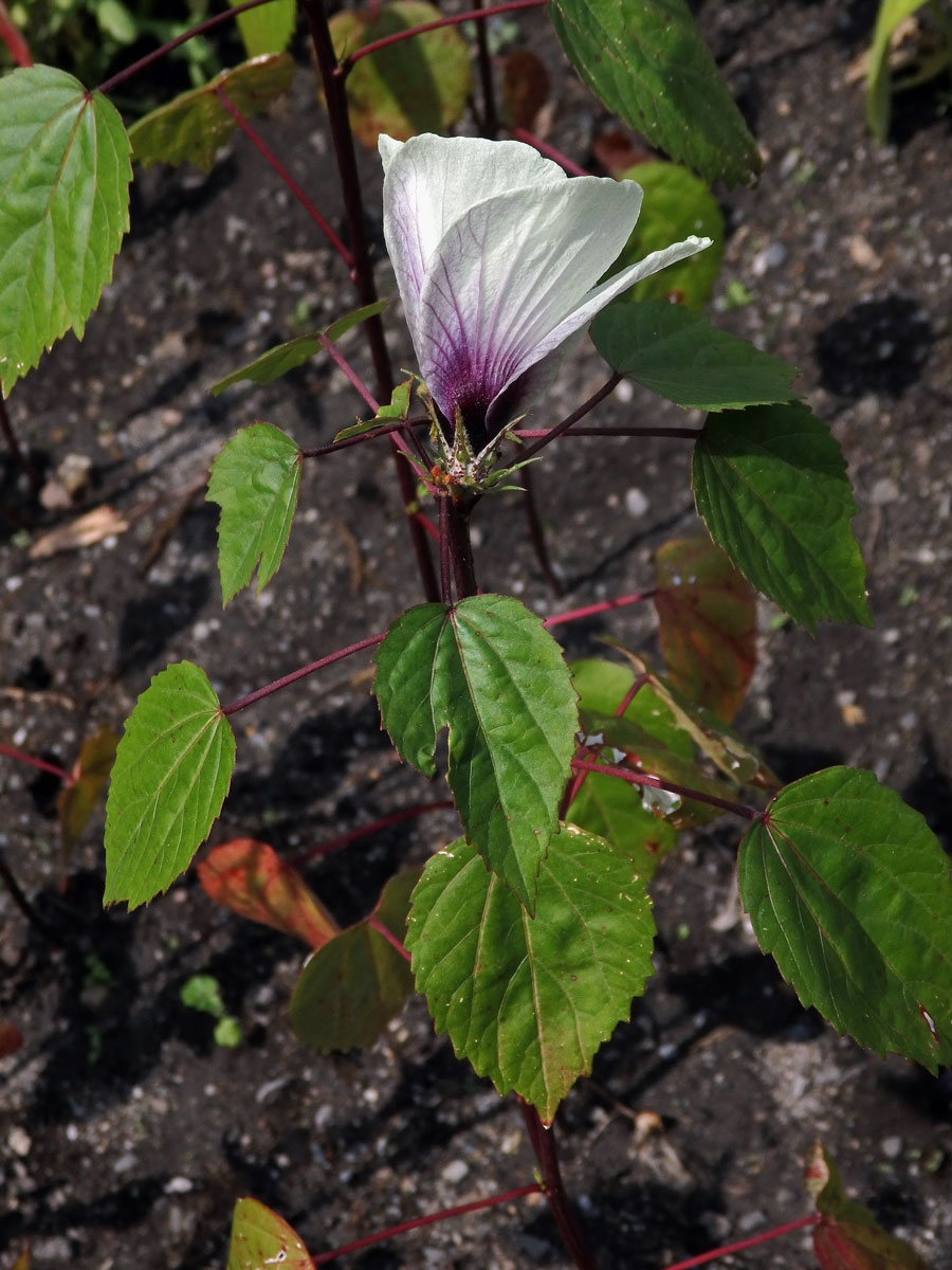 Ibišek súdánský (Hibiscus sabdarifa L.)