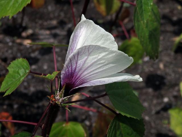 Ibišek súdánský (Hibiscus sabdarifa L.)