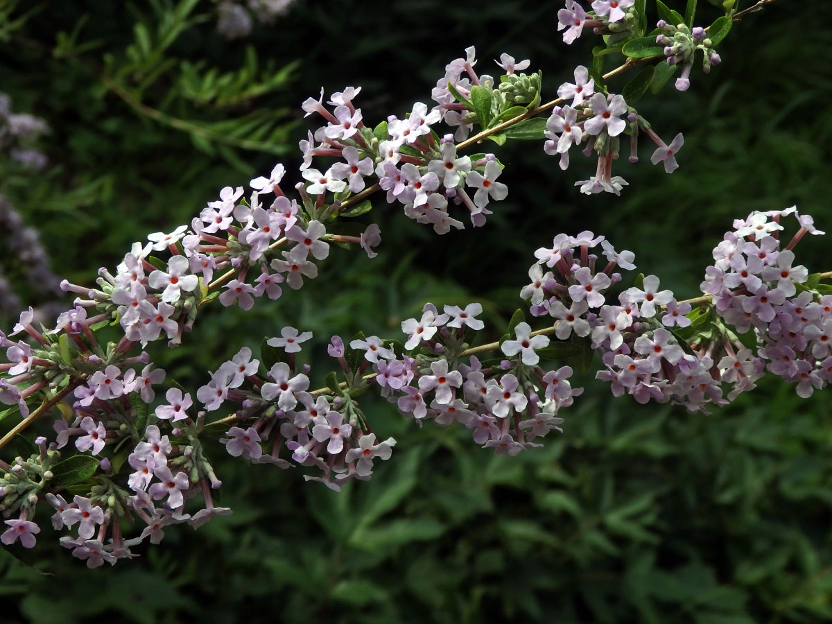 Komule střídavolistá (Buddleja alternifolia Maxim.)