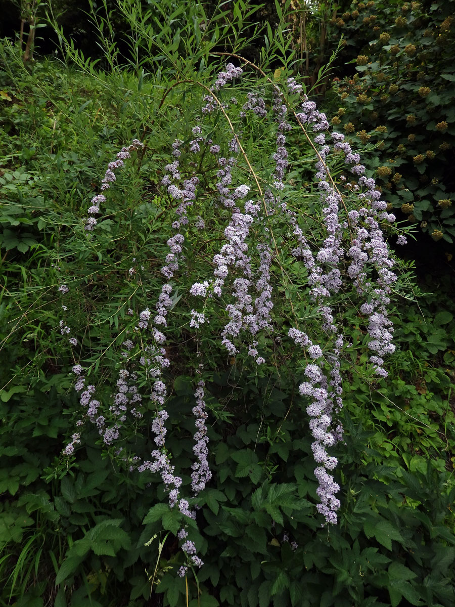 Komule střídavolistá (Buddleja alternifolia Maxim.)