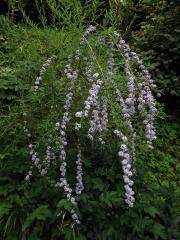 Komule střídavolistá (Buddleja alternifolia Maxim.)