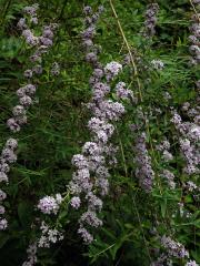 Komule střídavolistá (Buddleja alternifolia Maxim.)