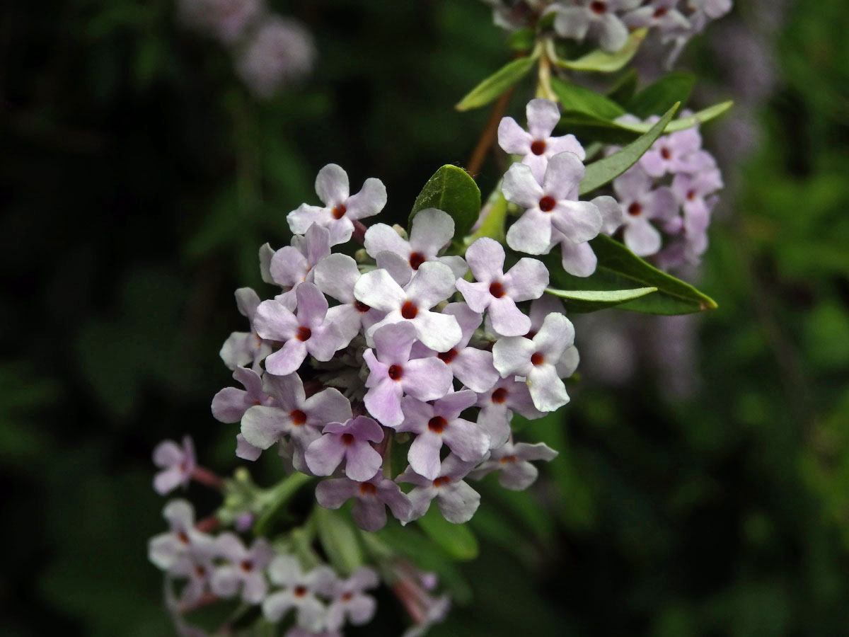 Komule střídavolistá (Buddleja alternifolia Maxim.)