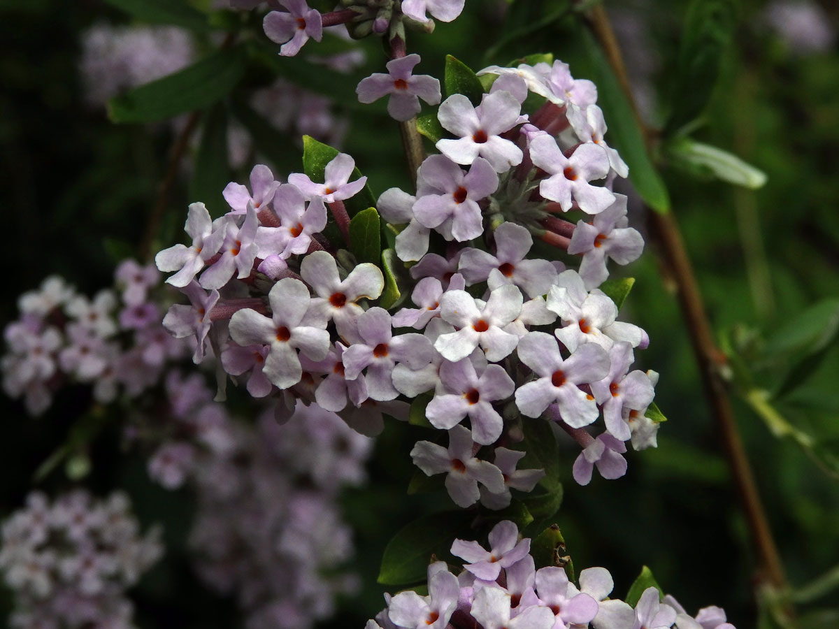 Komule střídavolistá (Buddleja alternifolia Maxim.)