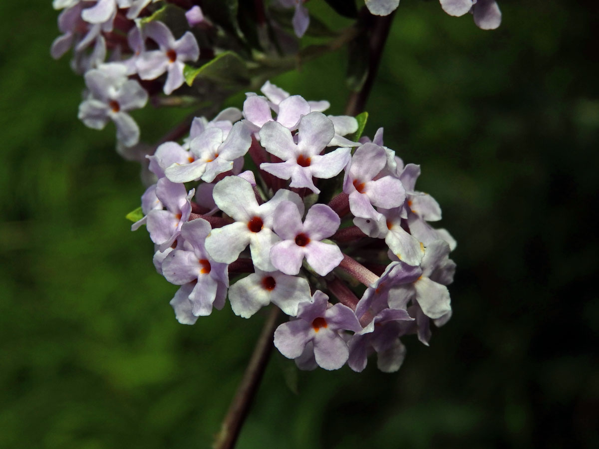 Komule střídavolistá (Buddleja alternifolia Maxim.)