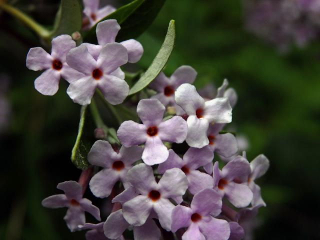 Komule střídavolistá (Buddleja alternifolia Maxim.)