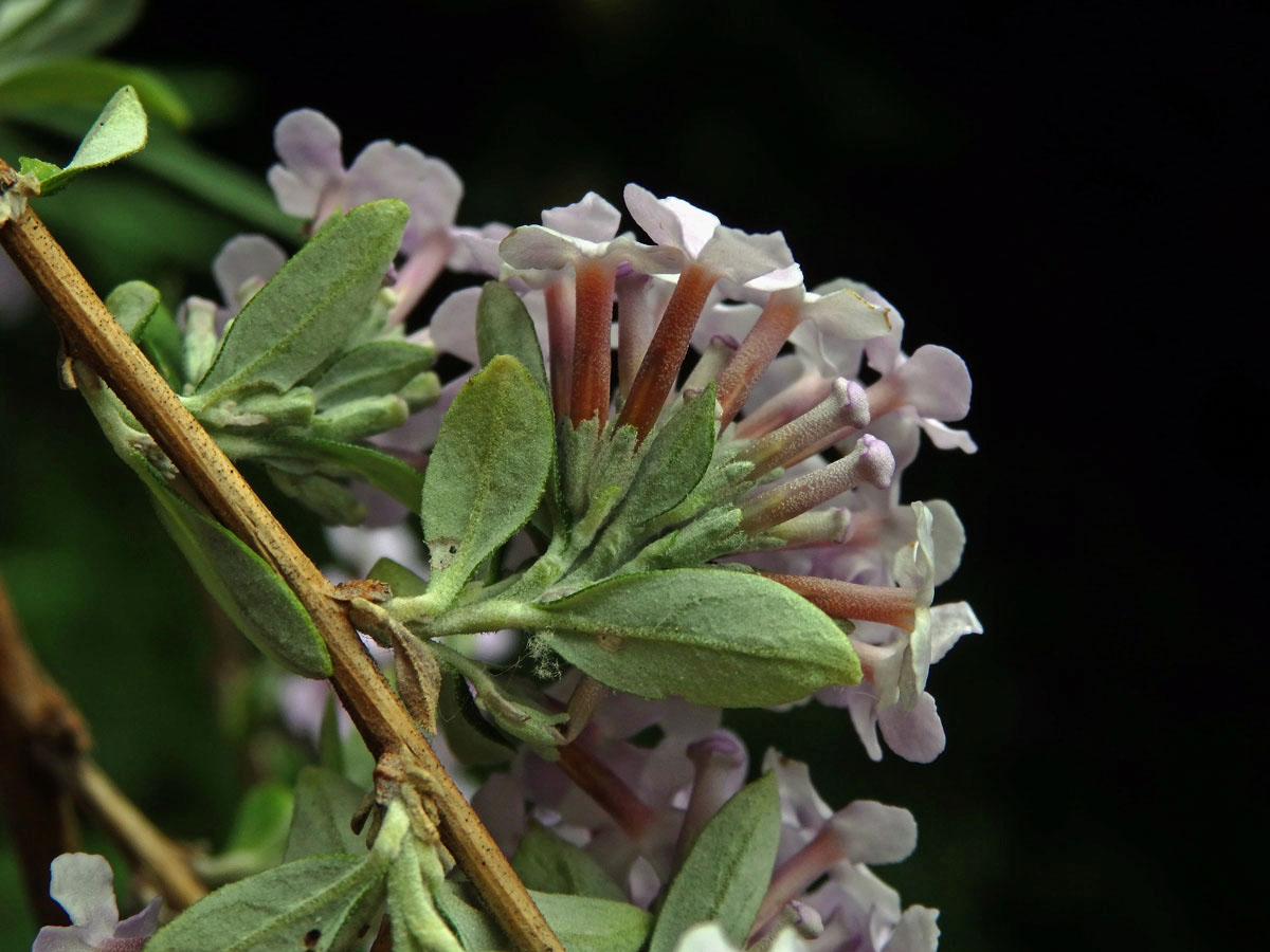 Komule střídavolistá (Buddleja alternifolia Maxim.)