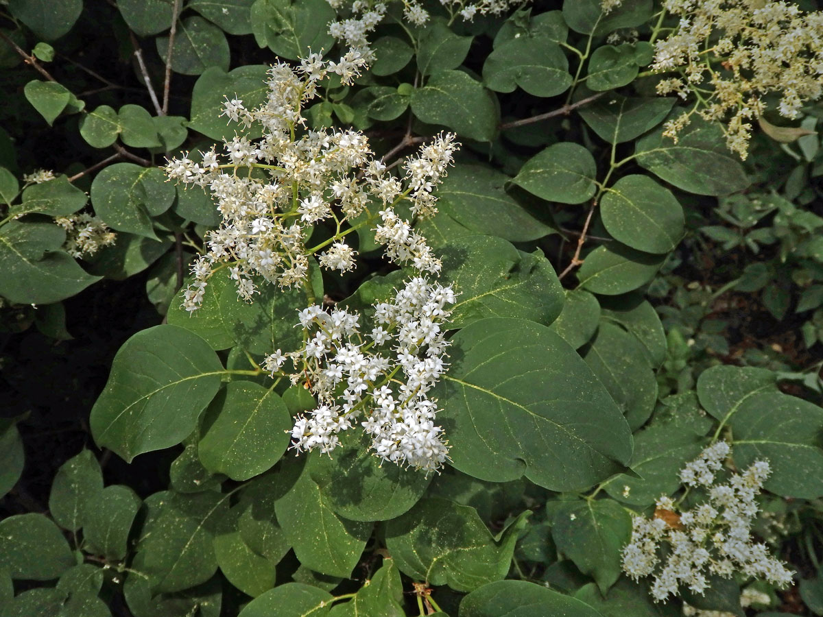 Šeřík síťnatý (Syringa reticulata (Blume) Hara)