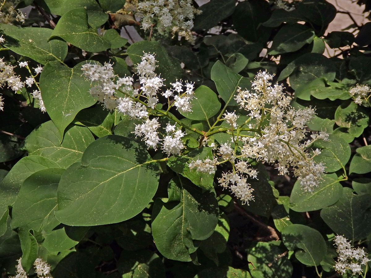 Šeřík síťnatý (Syringa reticulata (Blume) Hara)