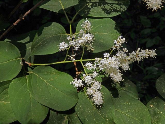 Šeřík síťnatý (Syringa reticulata (Blume) Hara)