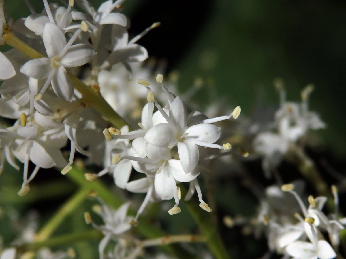 Šeřík síťnatý (Syringa reticulata (Blume) Hara)