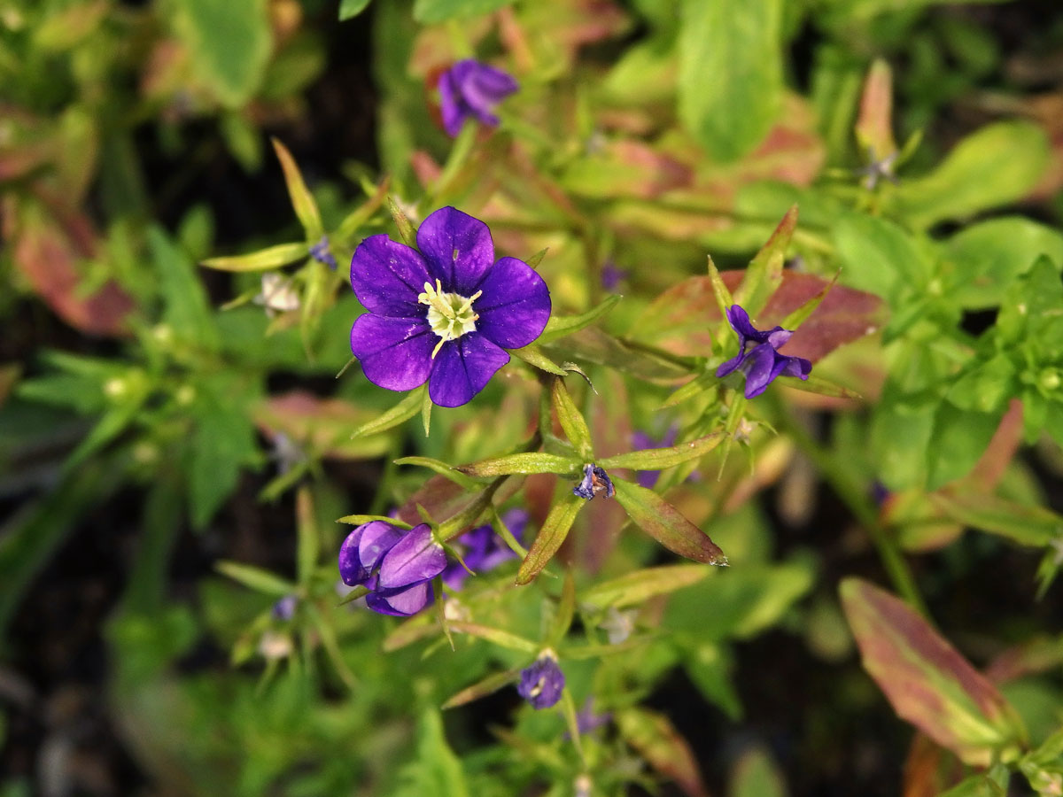 Zrcadlovka Venušina (Legousia speculum-veneris (L.) Chaix)