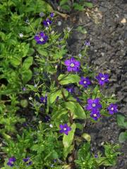 Zrcadlovka Venušina (Legousia speculum-veneris (L.) Chaix)