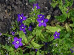 Zrcadlovka Venušina (Legousia speculum-veneris (L.) Chaix)