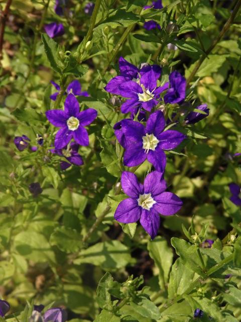 Zrcadlovka Venušina (Legousia speculum-veneris (L.) Chaix)